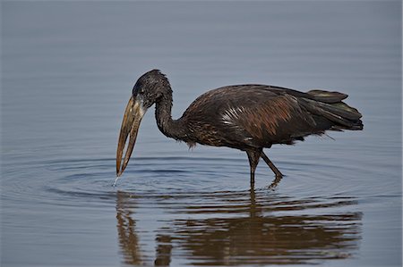 simsearch:841-09077118,k - African open-billed stork (African openbill) (Anastomus lamelligerus), Kruger National Park, South Africa, Africa Photographie de stock - Rights-Managed, Code: 841-09077148