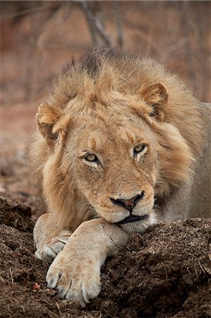 simsearch:841-09077294,k - Lion (Panthera leo), Kruger National Park, South Africa, Africa Fotografie stock - Rights-Managed, Codice: 841-09077149