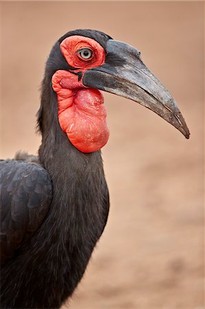 Southern ground-hornbill (Southern ground hornbill) (Bucorvus leadbeateri), male, Kruger National Park, South Africa, Africa Stock Photo - Rights-Managed, Code: 841-09077143