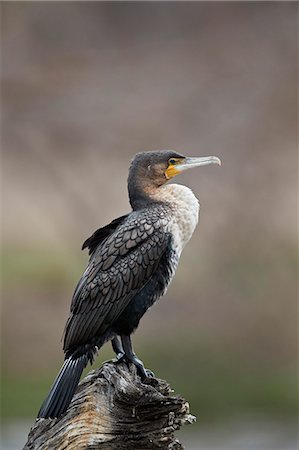 simsearch:841-05961117,k - White-breasted cormorant (Phalacrocorax lucidus), juvenile, Kruger National Park, South Africa, Africa Foto de stock - Con derechos protegidos, Código: 841-09077154