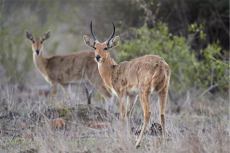 simsearch:841-09155139,k - Common (Southern) reedbuck (Redunca arundinum) pair, Kruger National Park, South Africa, Africa Stock Photo - Rights-Managed, Code: 841-09077151