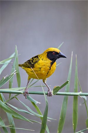 simsearch:841-06449867,k - Southern masked weaver (Ploceus velatus), male, Kruger National Park, South Africa, Africa Foto de stock - Con derechos protegidos, Código: 841-09077153