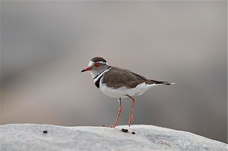 simsearch:841-09077166,k - Three-banded plover (Charadrius tricollaris), Kruger National Park, South Africa, Africa Stock Photo - Rights-Managed, Code: 841-09077165