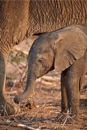 simsearch:841-09077108,k - African elephant (Loxodonta africana) baby, Kruger National Park, South Africa, Africa Foto de stock - Con derechos protegidos, Código: 841-09077169