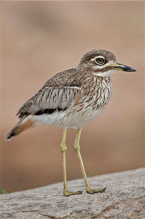 simsearch:841-07590251,k - Water thickknee (water dikkop) (Burhinus vermiculatus), Kruger National Park, South Africa, Africa Photographie de stock - Rights-Managed, Code: 841-09077162