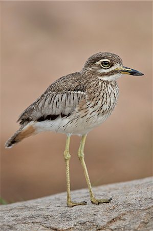 simsearch:841-09256870,k - Water thickknee (water dikkop) (Burhinus vermiculatus), Kruger National Park, South Africa, Africa Foto de stock - Direito Controlado, Número: 841-09077162