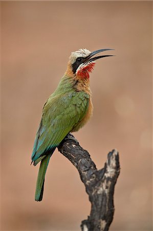 simsearch:841-09135158,k - White-fronted bee-eater (Merops bullockoides), Kruger National Park, South Africa, Africa Stock Photo - Rights-Managed, Code: 841-09077175