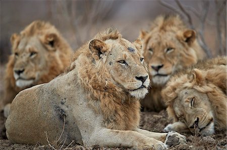 simsearch:841-09155187,k - Four male lion (Panthera leo), Kruger National Park, South Africa, Africa Photographie de stock - Rights-Managed, Code: 841-09077176