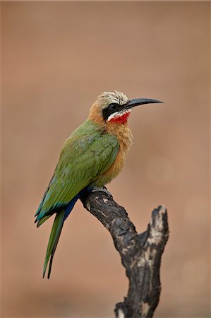 parc national kruger - White-fronted bee-eater (Merops bullockoides), Kruger National Park, South Africa, Africa Photographie de stock - Rights-Managed, Code: 841-09077177