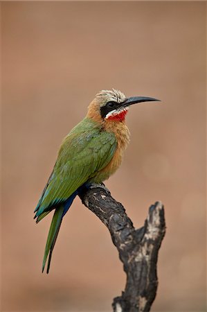 simsearch:841-09155218,k - White-fronted bee-eater (Merops bullockoides), Kruger National Park, South Africa, Africa Foto de stock - Con derechos protegidos, Código: 841-09077177