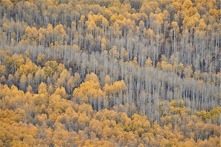 Yellow aspen trees in the fall, Uncompahgre National Forest, Colorado, United States of America, North America Foto de stock - Con derechos protegidos, Código: 841-09077186