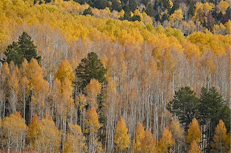 Yellow aspen trees in the fall, San Juan National Forest, Colorado, United States of America, North America Stockbilder - Lizenzpflichtiges, Bildnummer: 841-09077180