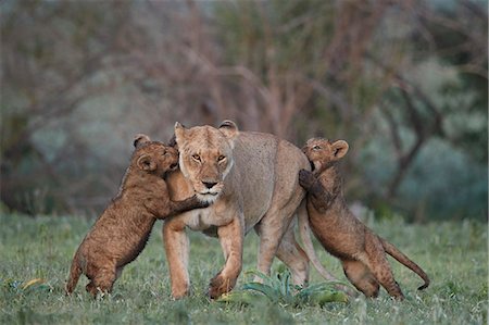 Lion (Panthera leo), two cubs playing with their mother, Ngorongoro Crater, Tanzania, East Africa, Africa Foto de stock - Con derechos protegidos, Código: 841-09077182