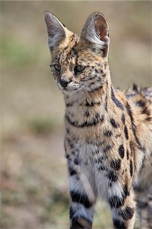 serval - Serval (Felis serval), Ngorongoro Conservation Area, Tanzania, East Africa, Africa Foto de stock - Con derechos protegidos, Código: 841-09077192