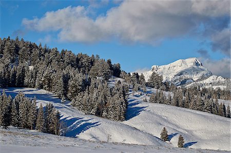 evergreens mountain snow - Fresh snow on evergreens, Yellowstone National Park, UNESCO World Heritage Site, Wyoming, United States of America, North America Photographie de stock - Rights-Managed, Code: 841-09077204