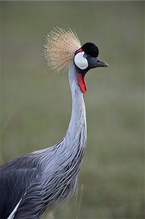 Grey crowned crane (Southern crowned crane) (Balearica regulorum), Ngorongoro Crater, Tanzania, East Africa, Africa Stock Photo - Rights-Managed, Code: 841-09077214