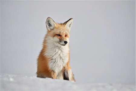 simsearch:841-09086365,k - Red fox (Vulpes vulpes) (Vulpes fulva) in the snow in winter, Grand Teton National Park, Wyoming, United States of America, North America Photographie de stock - Rights-Managed, Code: 841-09077211