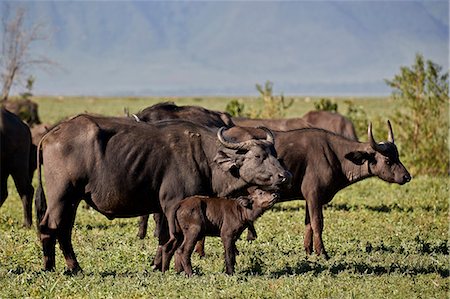 Cape buffalo (African buffalo) (Syncerus caffer) cow and calf, Ngorongoro Crater, Tanzania, East Africa, Africa Stock Photo - Rights-Managed, Code: 841-09077224