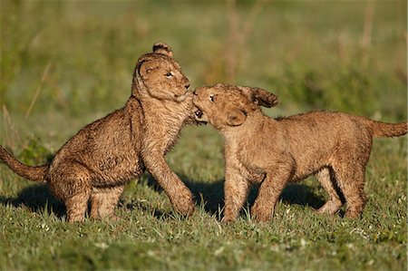 simsearch:841-09086424,k - Two lion (Panthera leo) cubs playing, Ngorongoro Crater, Tanzania, East Africa, Africa Fotografie stock - Rights-Managed, Codice: 841-09077222