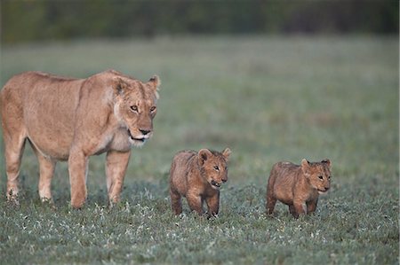 simsearch:841-08244049,k - Two lion (Panthera leo) cubs and their mother, Ngorongoro Crater, Tanzania, East Africa, Africa Foto de stock - Con derechos protegidos, Código: 841-09077237