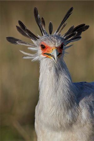 simsearch:841-03060931,k - Secretary bird (Sagittarius serpentarius), Ngorongoro Crater, Tanzania, East Africa, Africa Photographie de stock - Rights-Managed, Code: 841-09077239