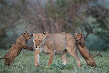 Lion (Panthera leo), two cubs playing with their mother, Ngorongoro Crater, Tanzania, East Africa, Africa Foto de stock - Con derechos protegidos, Código: 841-09077233