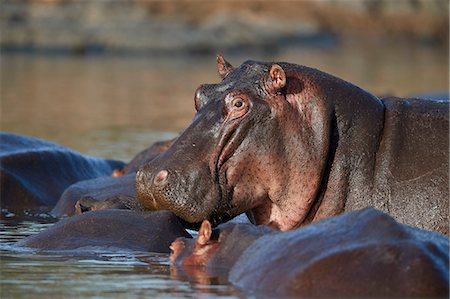 simsearch:841-05783224,k - Hippopotamus (Hippopotamus amphibius) in a hippo pool, Serengeti National Park, Tanzania, East Africa, Africa Photographie de stock - Rights-Managed, Code: 841-09077245