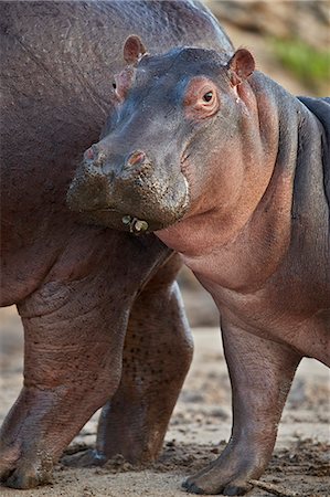 simsearch:841-03060931,k - Hippopotamus (Hippopotamus amphibius) calf by its mother, Serengeti National Park, Tanzania, East Africa, Africa Photographie de stock - Rights-Managed, Code: 841-09077243