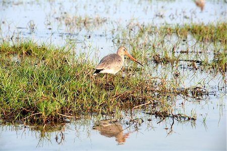 simsearch:841-09135067,k - Black tailed godwit feeding in the shallow waters at the edge of Cilika Lake, Odisha, India, Asia Stock Photo - Rights-Managed, Code: 841-09077287