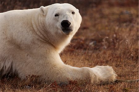simsearch:841-09077294,k - Alert polar bear (Ursus maritimus) on sub-arctic tundra grassland north of Churchill in Manitoba, Canada, North America Fotografie stock - Rights-Managed, Codice: 841-09077294