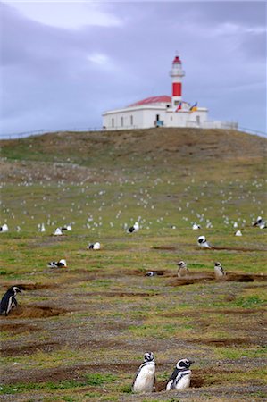 Magellanic penguins (Spheniscus magellanicus) nesting on an island near Punta Arenas, Patagonia, Chile, South America Foto de stock - Con derechos protegidos, Código: 841-09085809