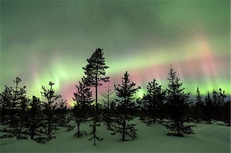 Colorful lights of the Northern Lights (Aurora Borealis) and starry sky on the snowy woods, Levi, Sirkka, Kittila, Lapland region, Finland, Europe Stockbilder - Lizenzpflichtiges, Bildnummer: 841-09085876