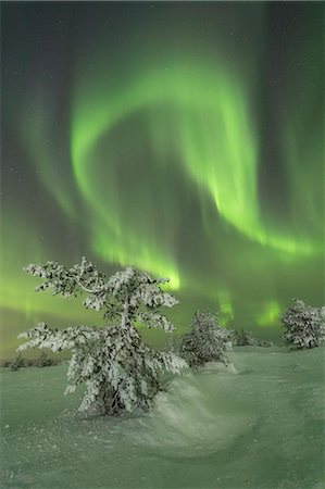 Northern Lights (Aurora Borealis) on the frozen tree in the snowy woods, Levi, Sirkka, Kittila, Lapland region, Finland, Europe Photographie de stock - Rights-Managed, Code: 841-09085877