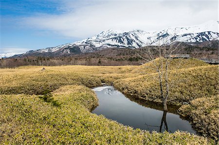 simsearch:841-03672276,k - Field of Veitch's Bamboo in the Shiretoko Goko Lakes area, UNESCO World Heritage Site, Shiretoko National Park, Hokkaido, Japan, Asia Photographie de stock - Rights-Managed, Code: 841-09085948