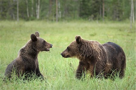 Brown Bears (Ursus Arctos), Finland, Europe Stock Photo - Rights-Managed, Code: 841-09085949