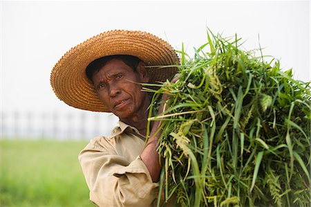 simsearch:6118-09076636,k - A man holds a bundle of grass which he has cleared from rice paddies, Mandalay State, Myanmar (Burma), Asia Foto de stock - Con derechos protegidos, Código: 841-09085994