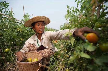 A woman picks tomatoes near Myitkyina, Kachin State, Myanmar (Burma), Asia Stock Photo - Rights-Managed, Code: 841-09085996