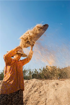 A girl sorts away the husks from the wheat by pouring it in the wind, Shan State, Myanmar (Burma), Asia Foto de stock - Con derechos protegidos, Código: 841-09086001