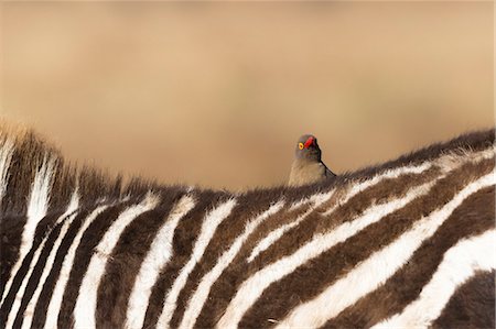 simsearch:841-09055500,k - Red-billed oxpecker (Buphagus erythrorhynchus), Ngorongoro Conservation Area, Tanzania, East Africa, Africa Photographie de stock - Rights-Managed, Code: 841-09086145