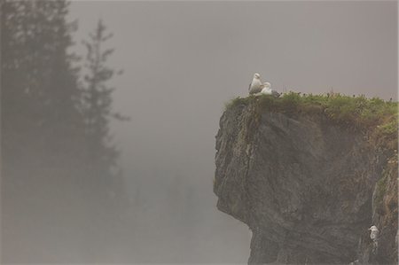 simsearch:841-09147472,k - Glacous-winged gulls (Larus glaucescens) perched on a cliff in the mist, Valdez, Alaska, United States of America, North America Photographie de stock - Rights-Managed, Code: 841-09086148