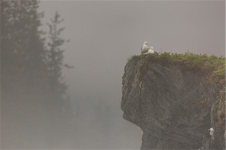 simsearch:841-09086170,k - Glacous-winged gulls (Larus glaucescens) perched on a cliff in the mist, Valdez, Alaska, United States of America, North America Photographie de stock - Rights-Managed, Code: 841-09086148