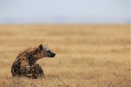 simsearch:841-07355047,k - Spotted hyena (Crocuta crocuta), Ngorongoro Conservation Area, Tanzania, East Africa, Africa Fotografie stock - Rights-Managed, Codice: 841-09086143
