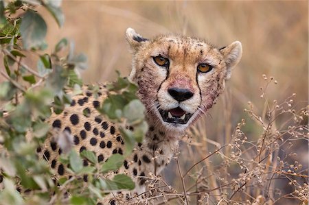 front view of a cheetah - Cheetah (Acinonyx jubatus), Serengeti National Park, Tanzania, East Africa, Africa Stock Photo - Rights-Managed, Code: 841-09086155