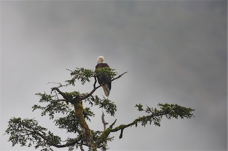 simsearch:841-09147472,k - Bald eagle in the mist, Chugach National Forest, Alaska, United States of America, North America Photographie de stock - Rights-Managed, Code: 841-09086159