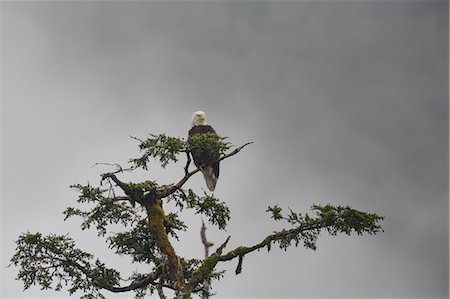 simsearch:841-07080837,k - Bald eagle in the mist, Chugach National Forest, Alaska, United States of America, North America Foto de stock - Con derechos protegidos, Código: 841-09086159