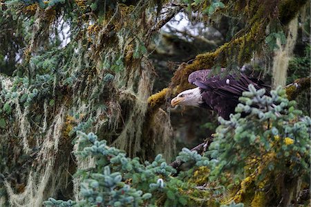 simsearch:841-09204053,k - Bald eagle (Haliaeetus leucocephalus), Prince William Sound, Alaska, United States of America, North America Foto de stock - Con derechos protegidos, Código: 841-09086150