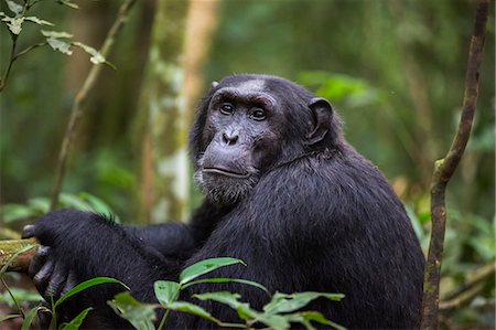 simsearch:841-09135144,k - Chimpanzee (Pan troglodytes), Kibale National Park, Uganda, Africa Photographie de stock - Rights-Managed, Code: 841-09086153