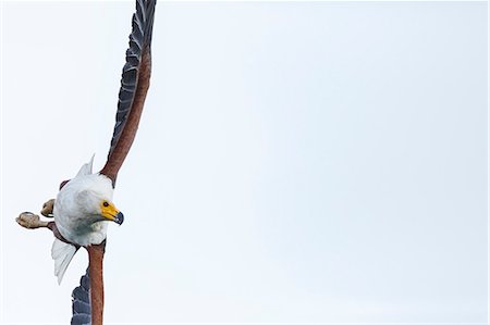 African fish eagle (Haliaeetus vocifer), Lake Malawi, Malawi, Africa Photographie de stock - Rights-Managed, Code: 841-09086164