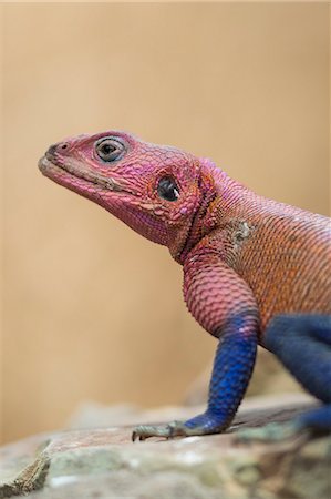 simsearch:841-03060931,k - Mwanza flat-headed rock agama (Agama mwanzae), Serengeti National Park, Tanzania, East Africa, Africa Photographie de stock - Rights-Managed, Code: 841-09086169