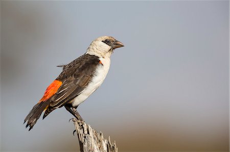 simsearch:841-09060017,k - White-headed buffalo weaver (Dinemellia dinemelli), Serengeti National Park, Tanzania, East Africa, Africa Photographie de stock - Rights-Managed, Code: 841-09086174